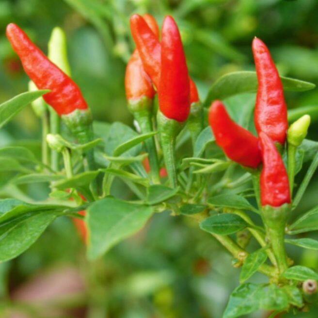 Pokok Cili Padi / Chilli Pepper | Lazada