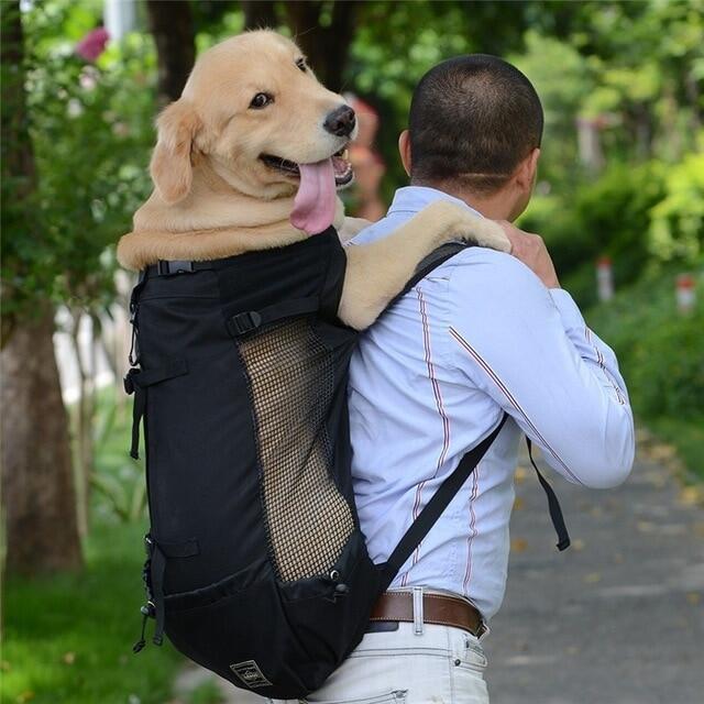 golden retriever backpack
