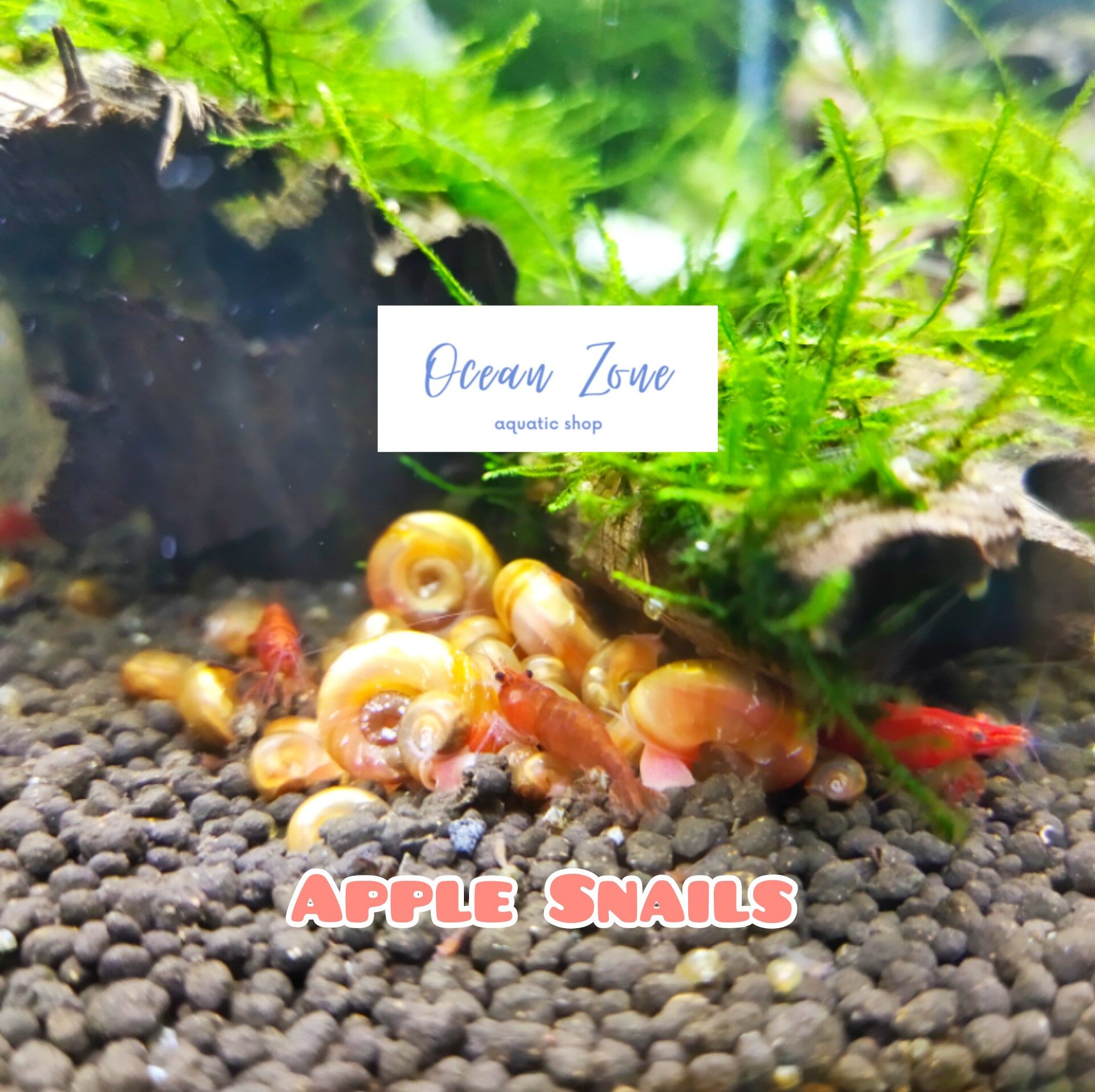 【Ocean Zone】20 pcs of Apple Snails Tank Cleaner/Algae Eater