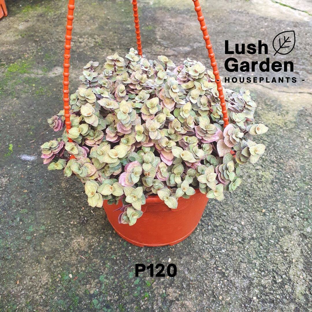 Succulent Callisia Repens Gold 黄金怡心草 Live Hanging Plant Pokok Hiasan