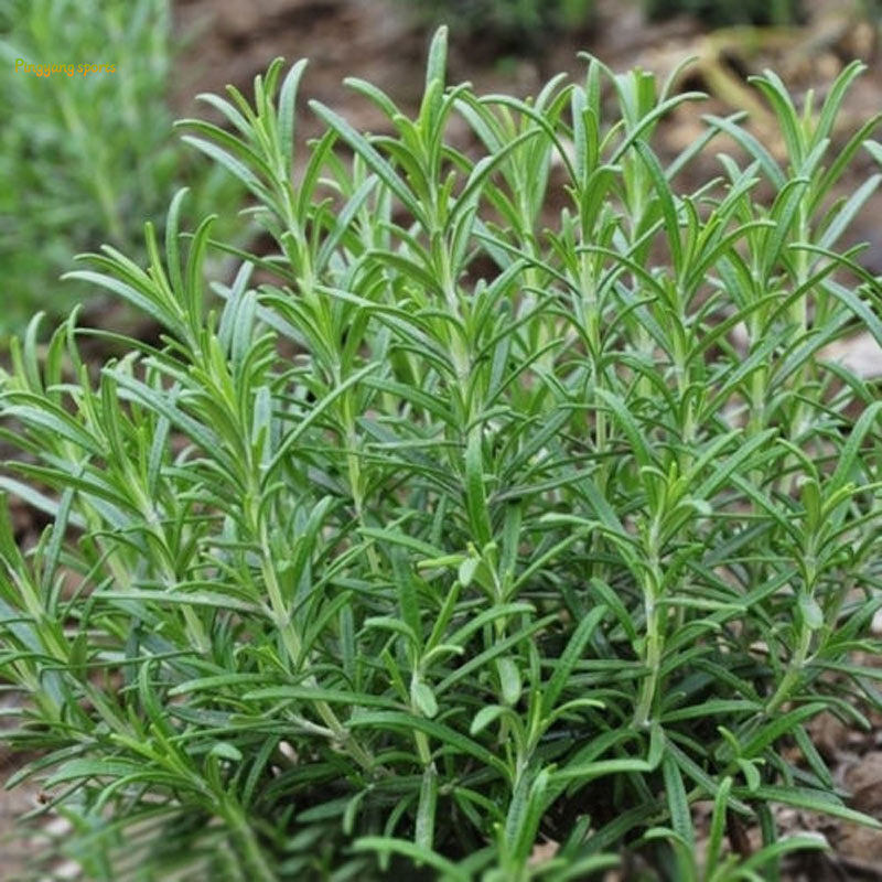 Ti-M 400 Pcs Rosemary Flower Seeds Rosmarinus Officinalis Beautiful Bonsai Flowers Seed DIY Home Garden Decoration