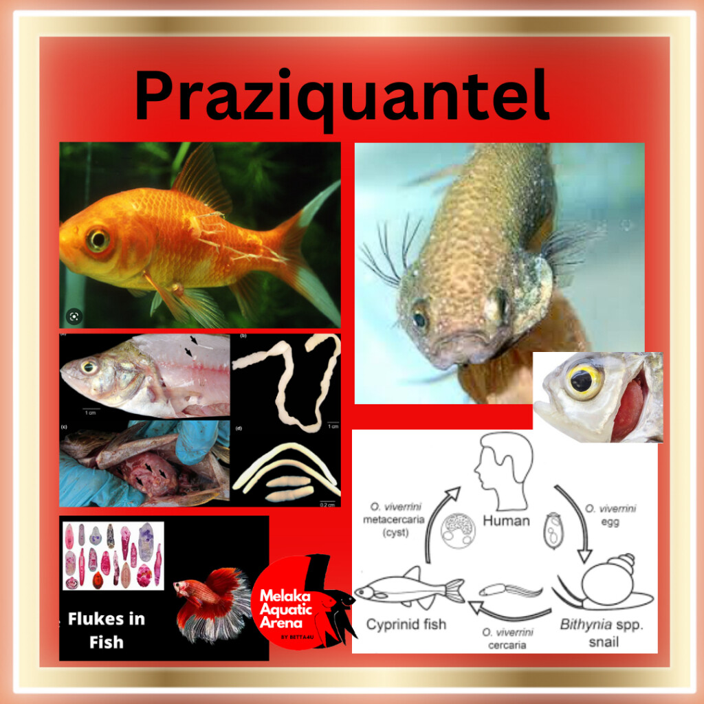 Prazi for fish/ Aquarium fish illness/ Fish Dewormer/ Fish medicine