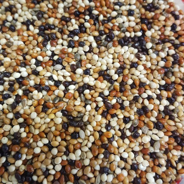 Hạt Kê Mix 4 Màu 1Kg - Thức Ăn Cho Hamster, Chim...