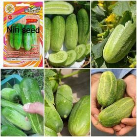 60h - hạt giống dưa chuột nếp béo thái lan