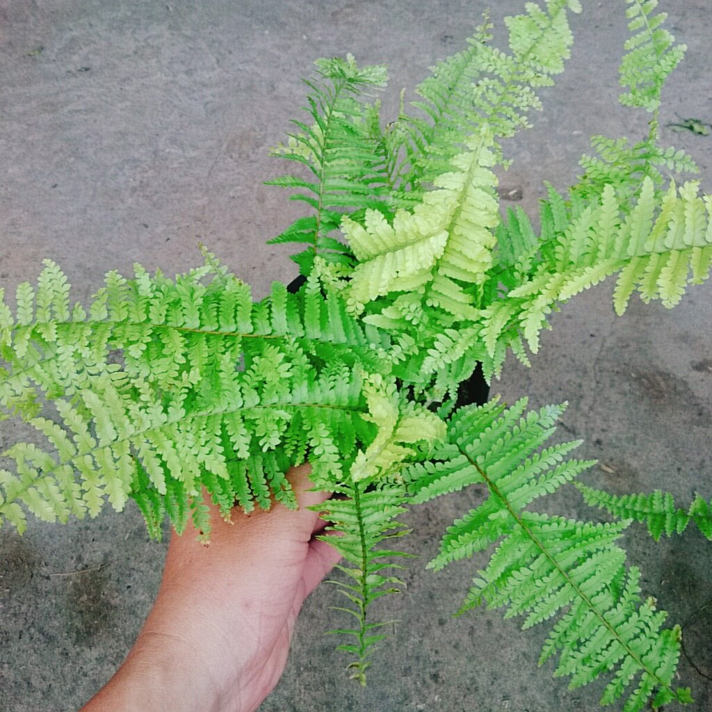 Cây Dương Xỉ Mỹ - cây cảnh để bàn