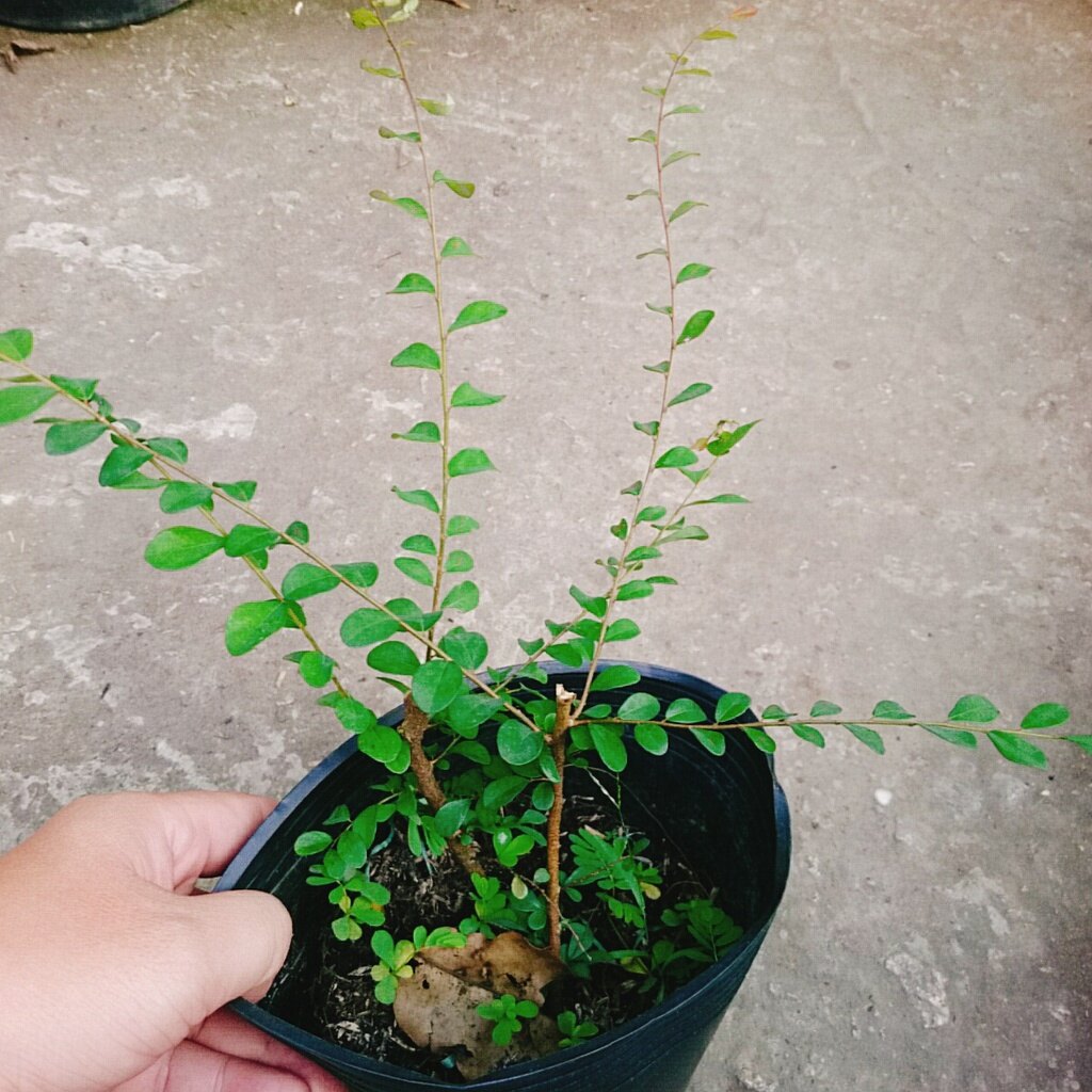 Cây Sơn Liễu - cây cảnh sân vườn