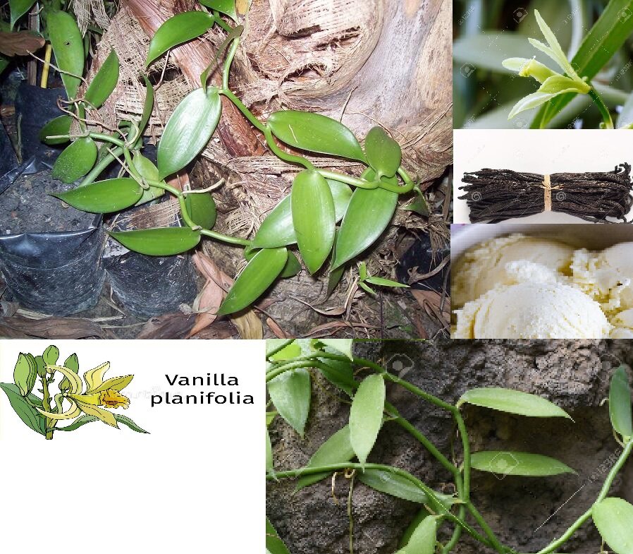 Vanilla Plant Sapling Anak Pokok Vanila Lazada