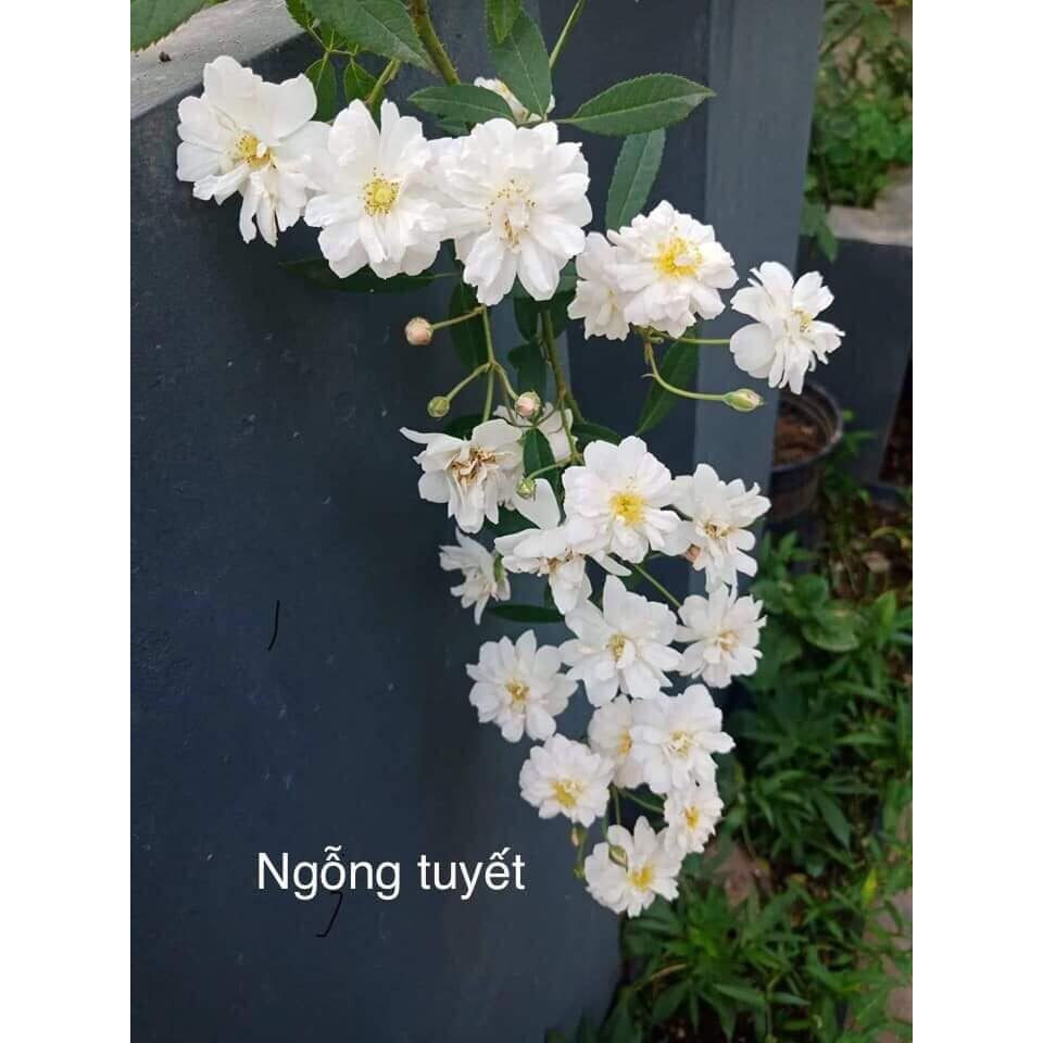 Cây hoa hồng leo Ngỗng tuyết nguyên bản cao 70cm đang hoa