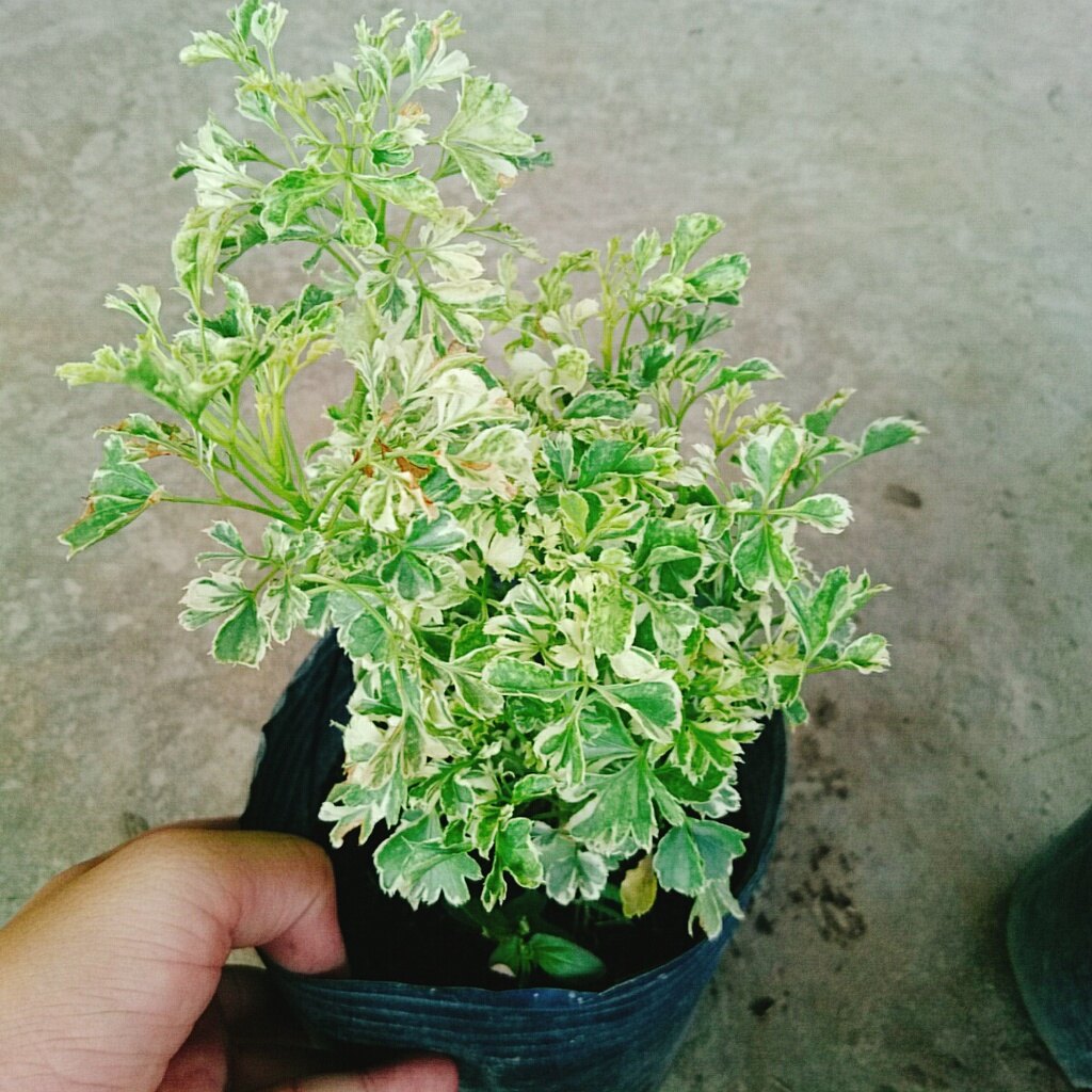 Cây Đinh Lăng Cẩm Thạch - cây cảnh để bàn