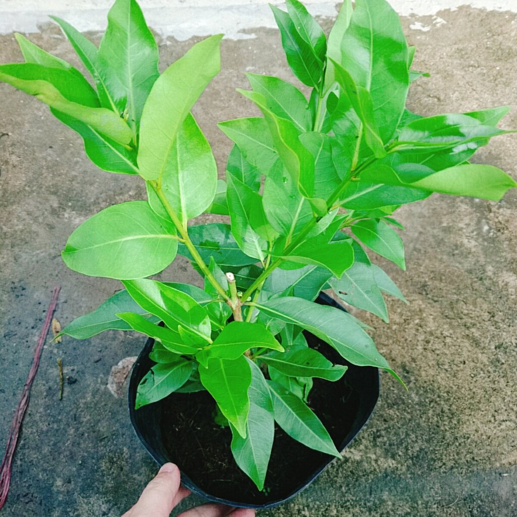 Cây vối nếp - 10 công dụng thần kỳ
