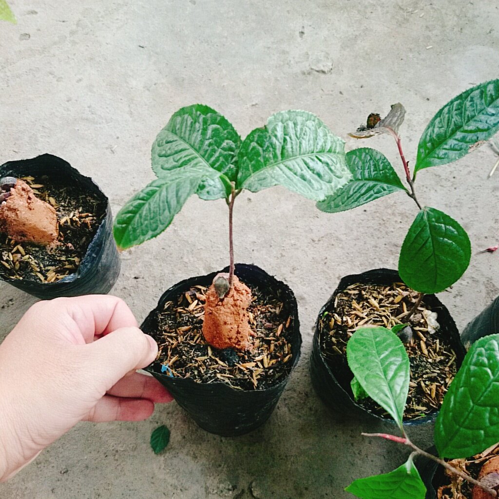 Cây trà hoa vàng - chè hoa vàng
