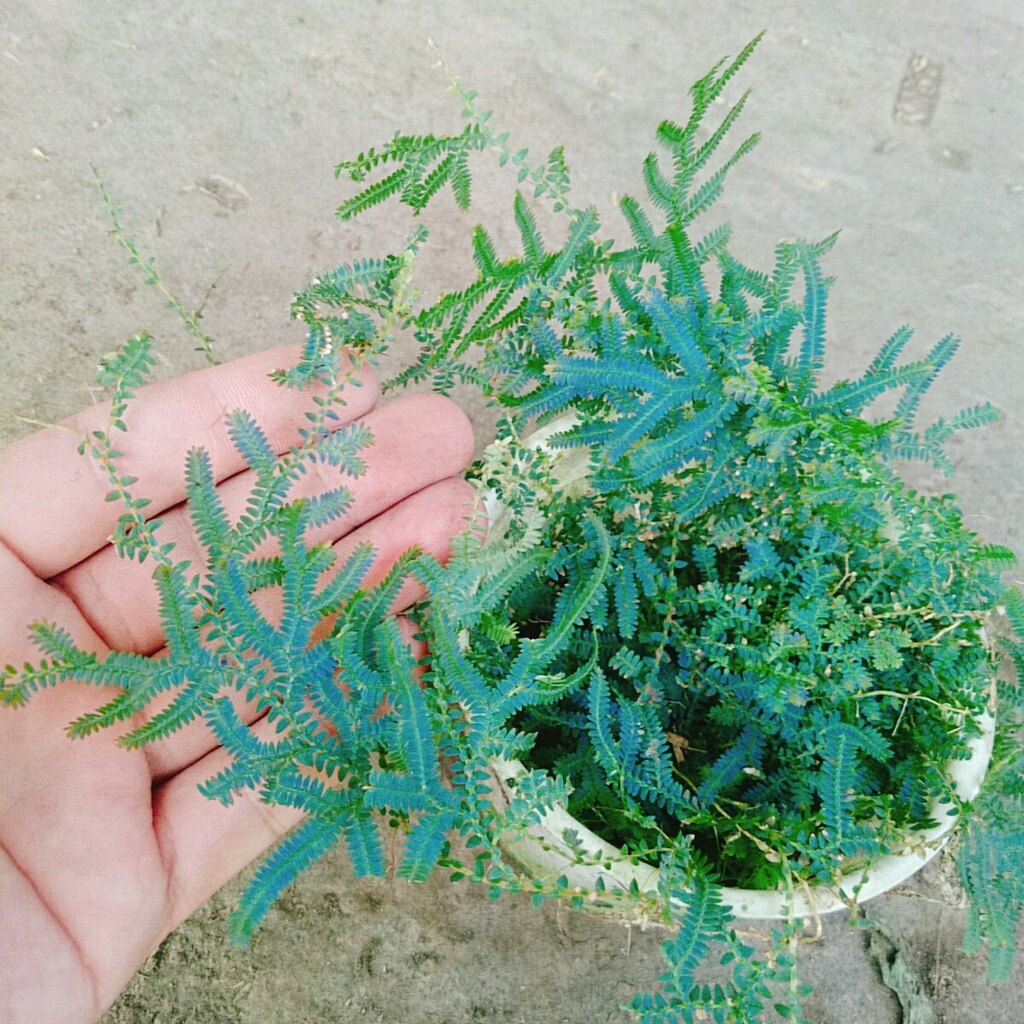 Cây Dương Xỉ Dạ Quang - cây cảnh để bàn