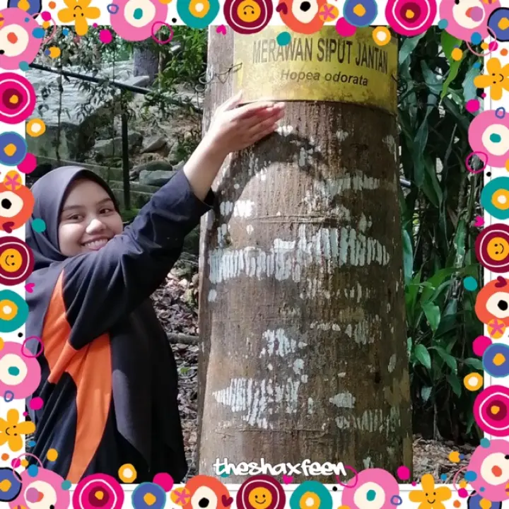 Anak Pokok Merawan Siput Jantan Buy Sell Online Plant Seeds And Bulbs With Cheap Price Lazada