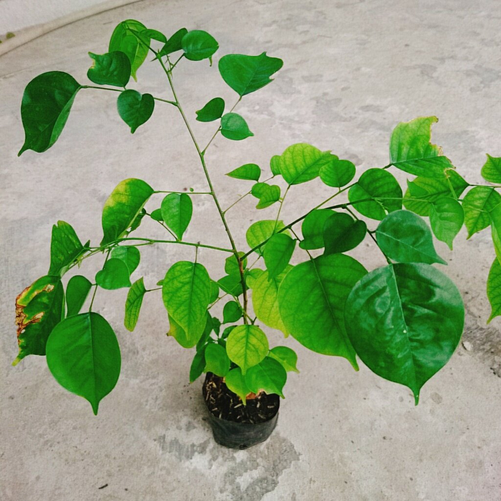 Cây Giáng Hương