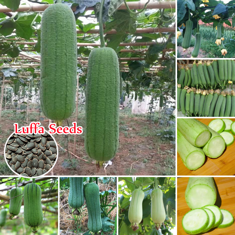 [Fast Delivery] 100 Authentic Luffa Seeds for Planting (30 Seeds