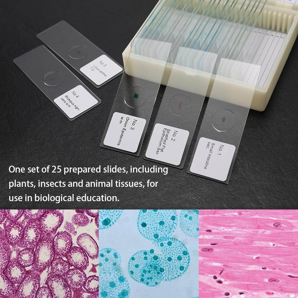25PCS/Set Biological Glass Sample Prepared Basic Animal Plants Insects Tissues Science Specimen Cover Slips Portable Educational Microscope Slides