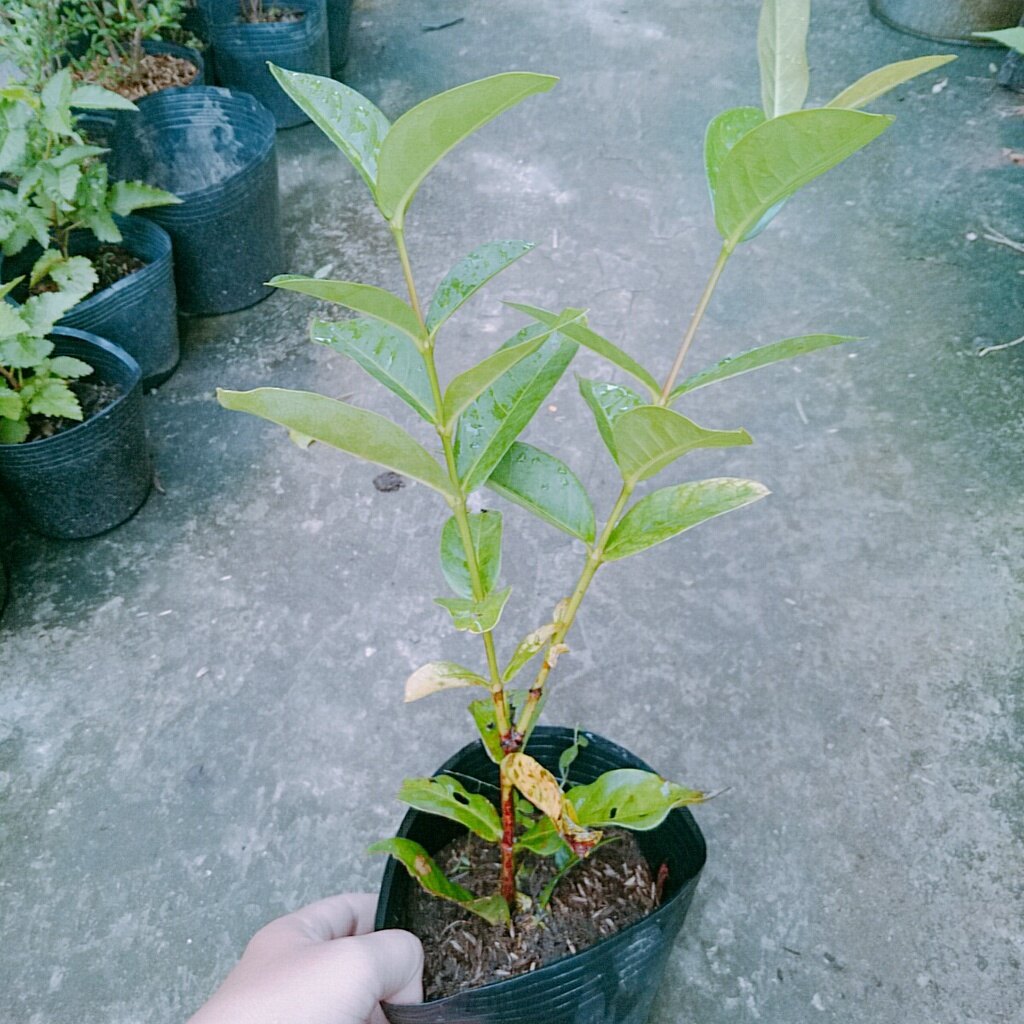 Mẫu Đơn Mỹ Đỏ - cây bông trang mỹ