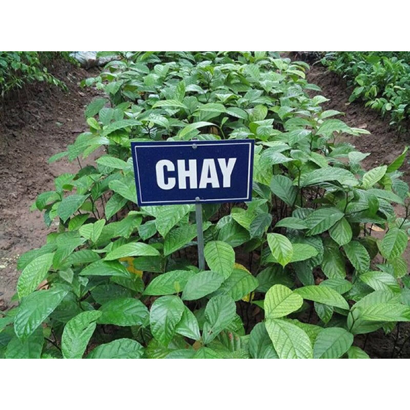 Cây chay ruột đỏ giống cao 40cm (Ảnh Thật)