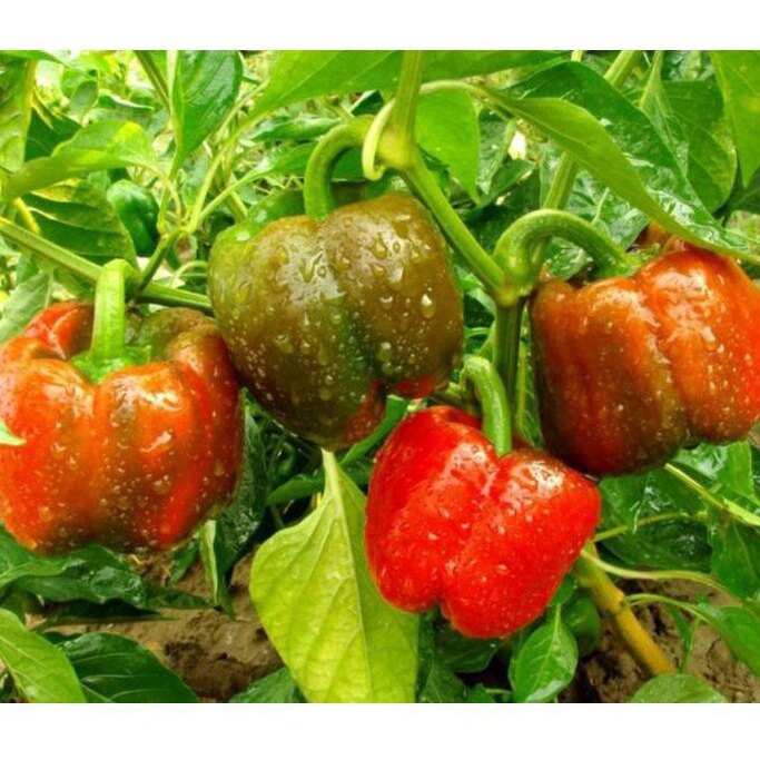Hạt giống ớt chuông ngọt f1 gói 0,1g
