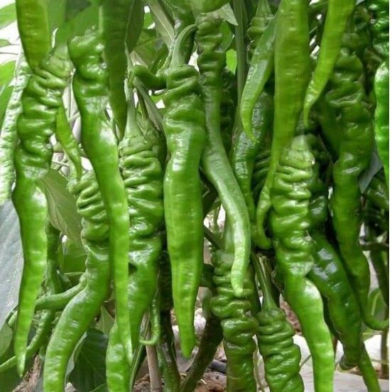 50H - Hạt giống Ớt Cá Ngựa Nhập Khẩu