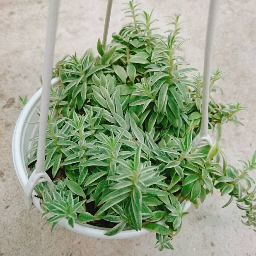 Sen Đá Sao Biển - cây cảnh trang trí