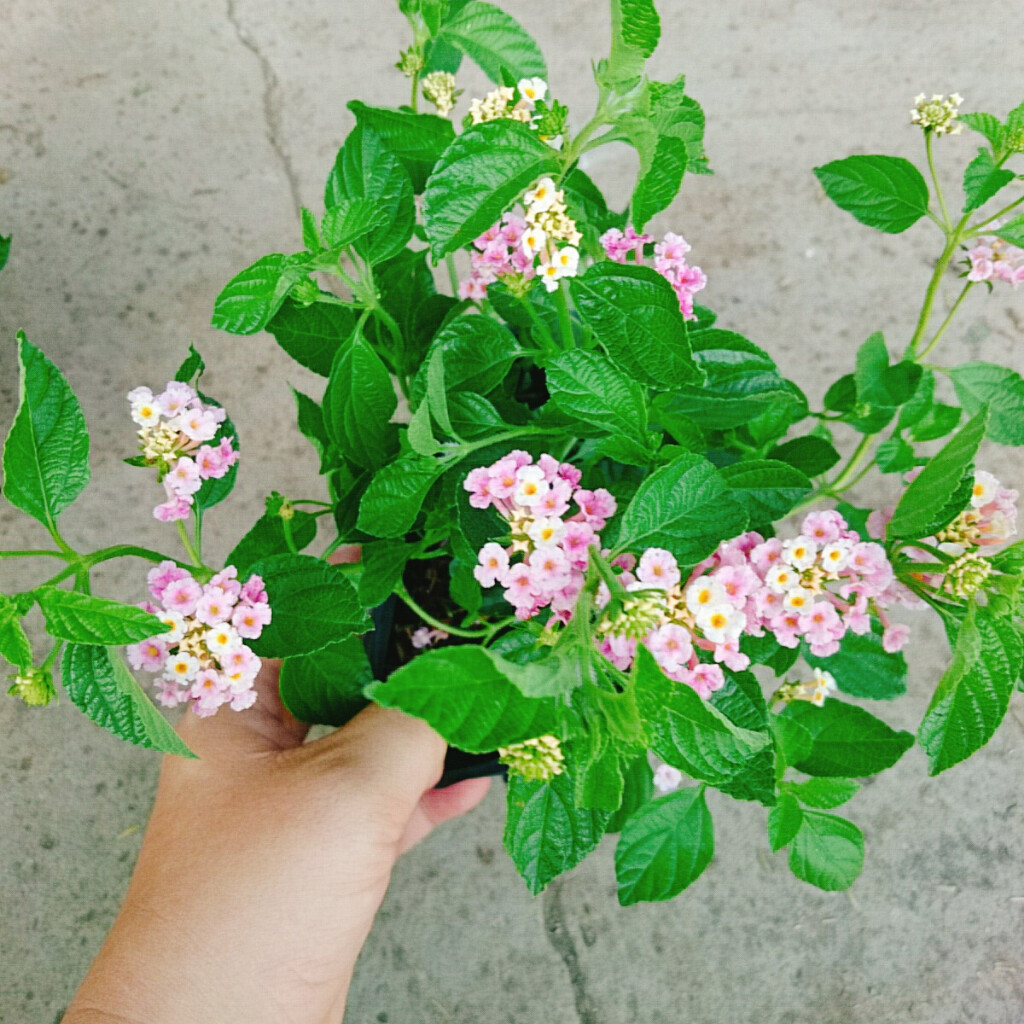 Hoa Ngũ Sắc (Hồng) - Hoa Trâm Ổi Hồng