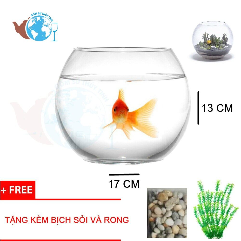 T11 hồ cá thuỷ tinh bầu bể cá d17cm x 13cm