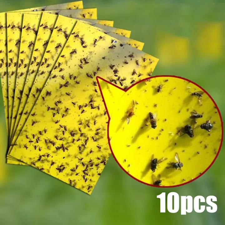 fly glue trap