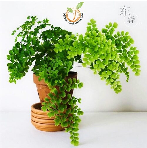 Indoor Plant Fern Adiantum raddianum Fragrantissimum Live Plant Pokok Fern Untuk Dalaman di Rumah Pejabat dan Dapur Lazada