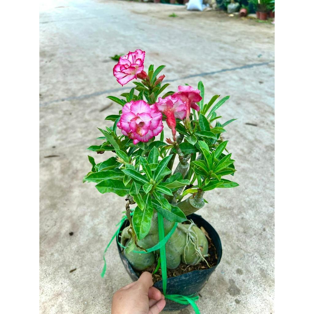 Cây hoa sứ thái trưởng thành đủ màu (ảnh thật)