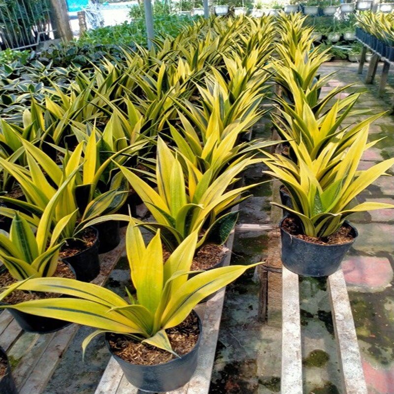 Cây Lưỡi Hổ Hoàng Kim - cây cảnh để bàn