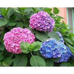 Hạt giống hoa cẩm tú cầu nhiều màu gói 10 hạt