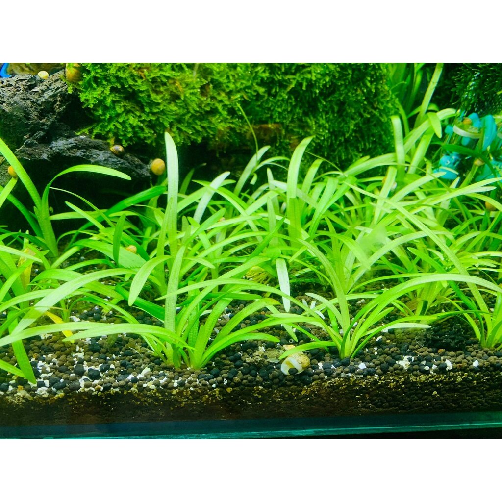 Cỏ Thìa Tiểu Thuỷ Sinh (10 Cây)