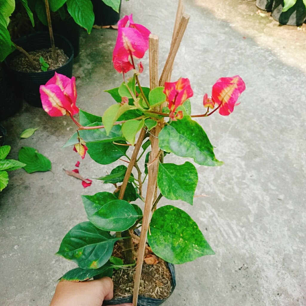 Cây hoa giấy đổi màu Ấn Độ - cây cảnh để bàn