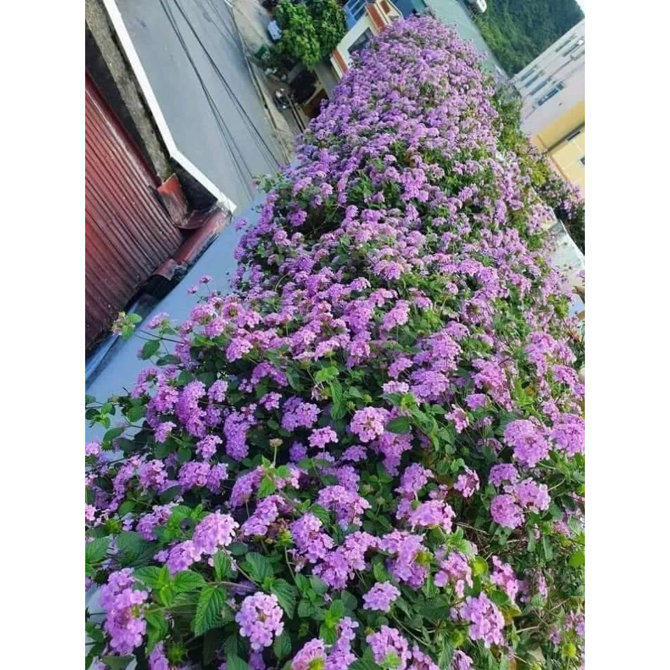 Cây ngũ sắc tím rủ trưởng thành đang hoa (ảnh thất số 2)
