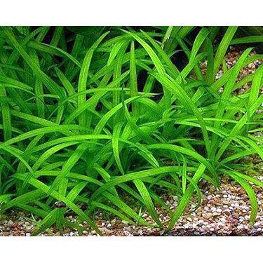 Cỏ Thìa Tiểu Thuỷ Sinh (10 Cây)