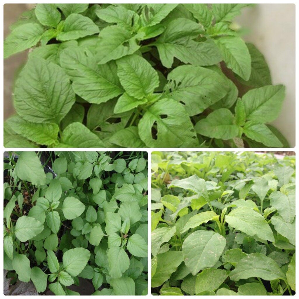 - Gói 100g hạt giống rau dền Xanh - Nanuseeds