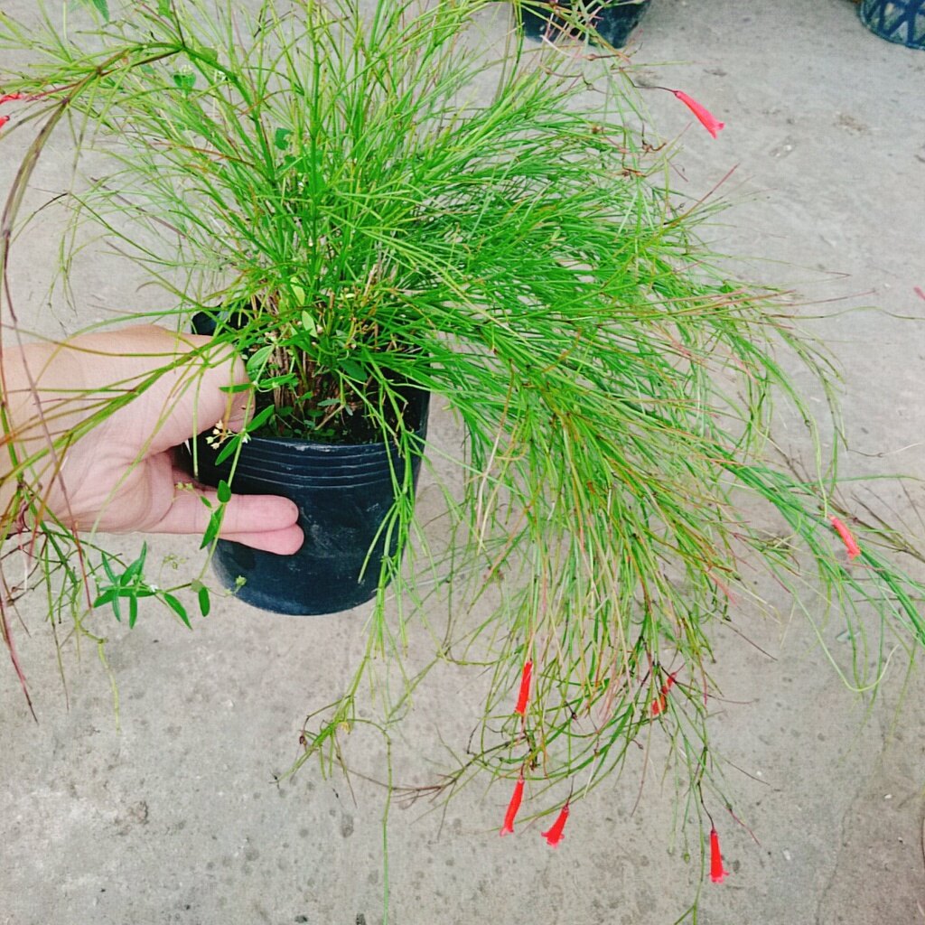 Cây Liễu Tường Hoa Đỏ - cây cảnh để bàn