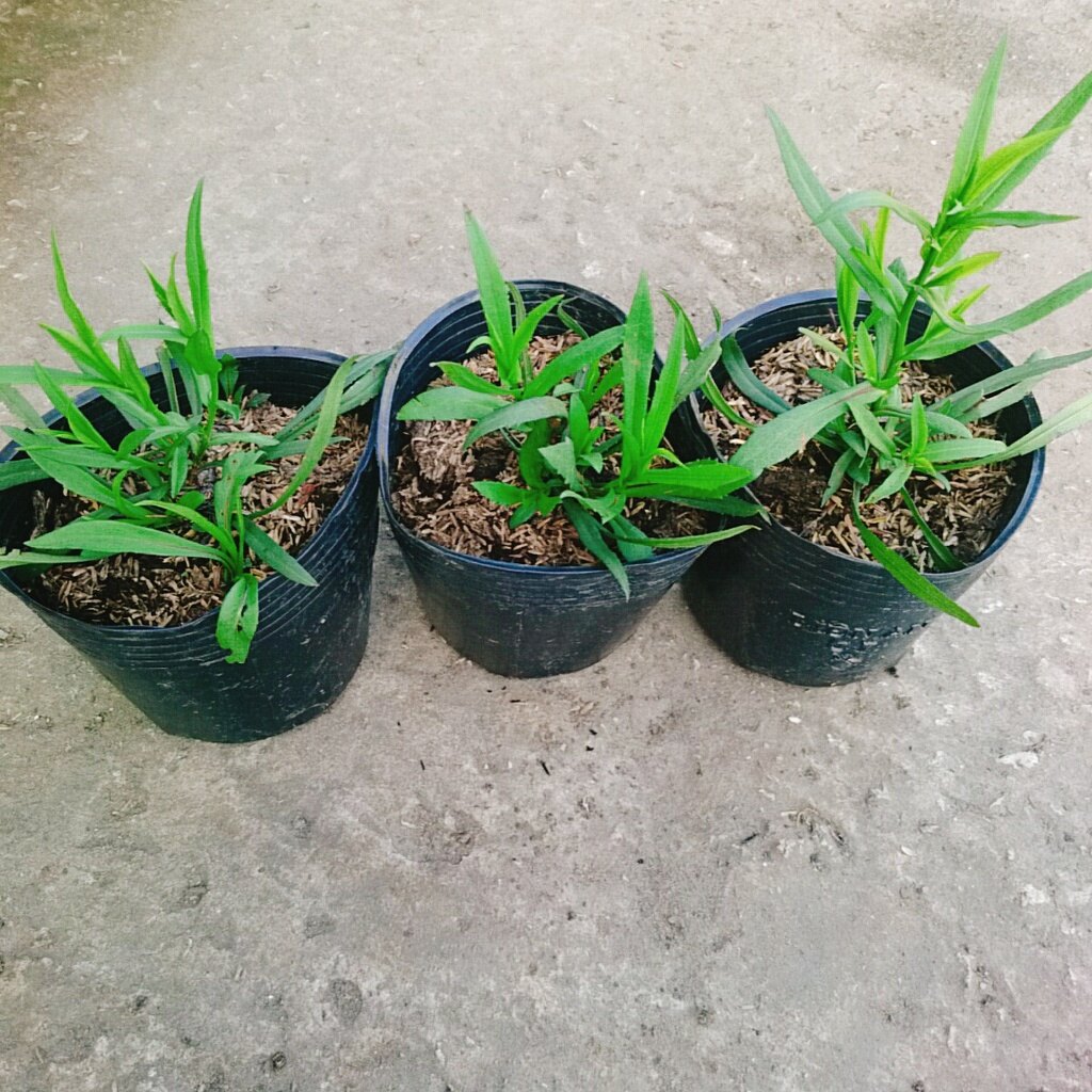 Cây Hoa Thạch Thảo (Tím) - cây cảnh để bàn