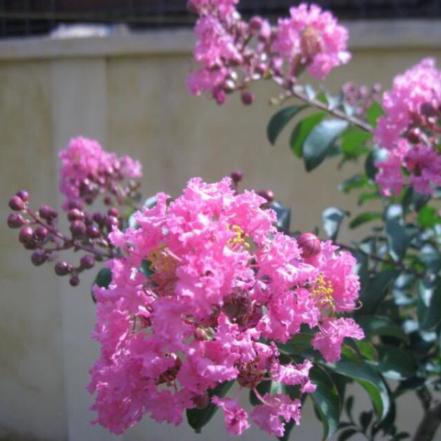 Cây hoa tường vi giống hoa hồng .