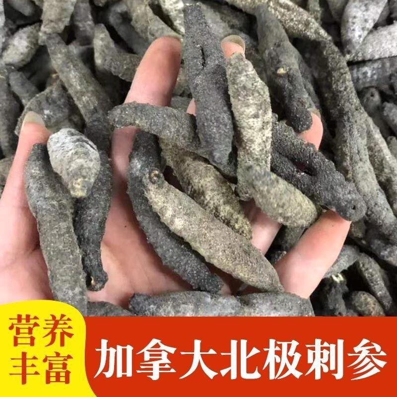 Red Sea Cucumber] Sea Cucumber Dried Sea Cucumber Wild Light Dried Sea Cucumber Non