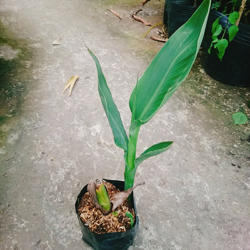 Cây Chuối Hoa Hồng