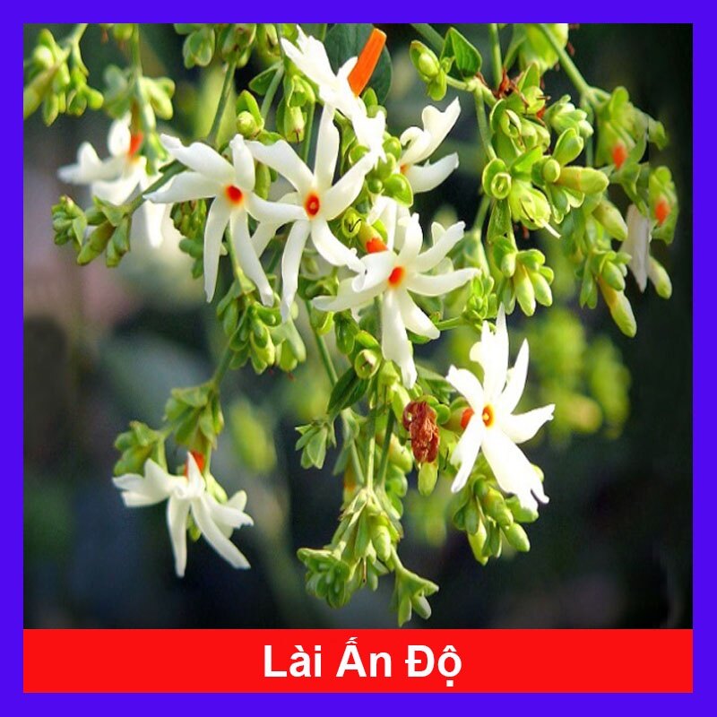 Cây hoa nhài ấn độ - hoa nhài san hô