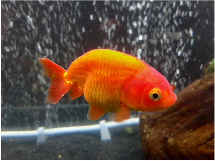 Red Lionhead Goldfish (sold per piece) | Lazada