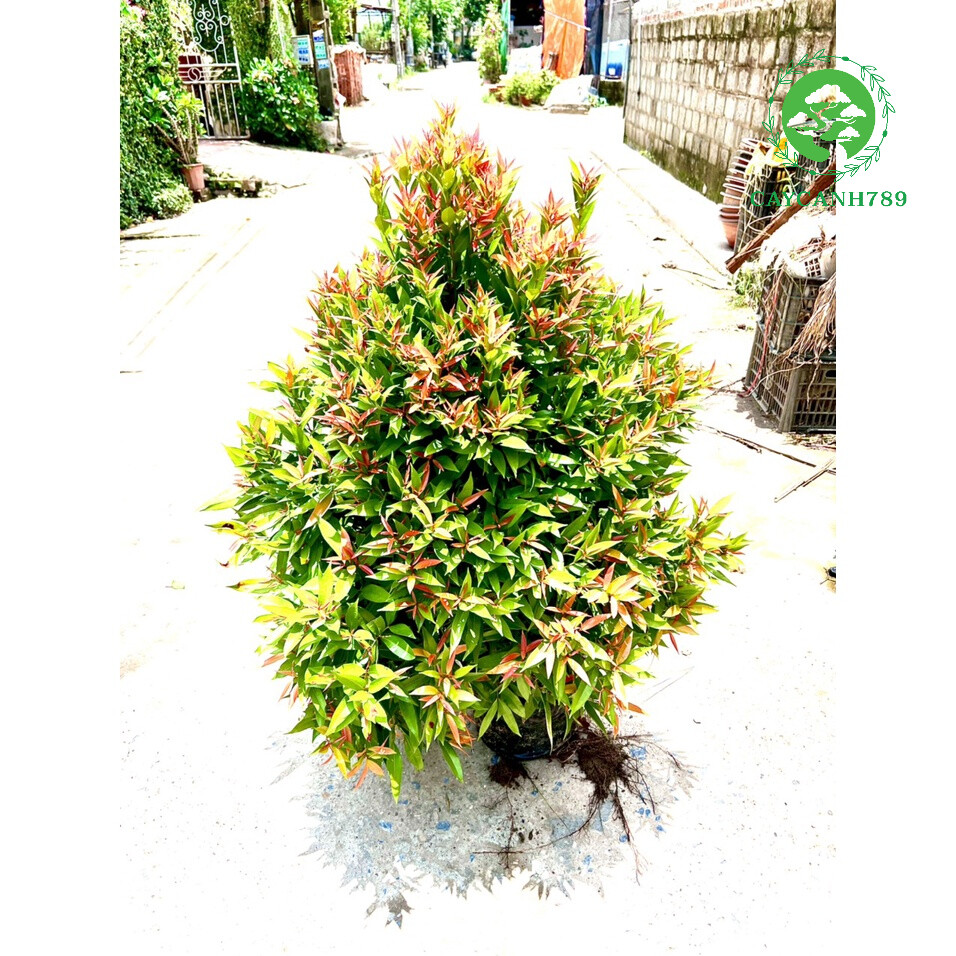 Cây hồng lộc cao 1m (Ảnh thật).