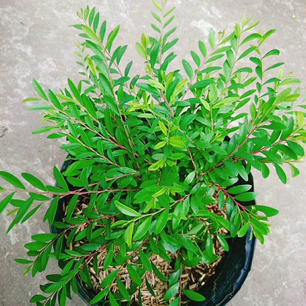 Cây Sơn Liễu Thái - cây cảnh sân vườn