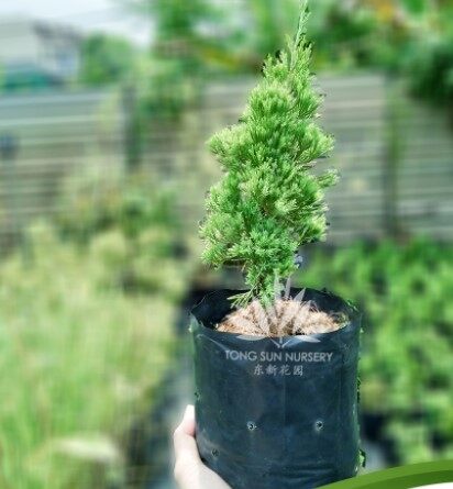 真柏　shinpaku Juniperus chinensis Juniperus chinensis 'Shimpaku' – Nurseries Caroliniana