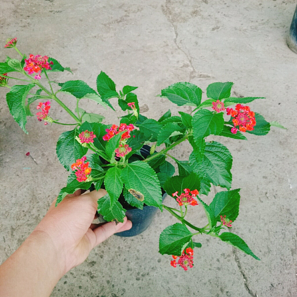 Hoa Ngũ Sắc (Đỏ) - Hoa Trâm Ổi Đỏ