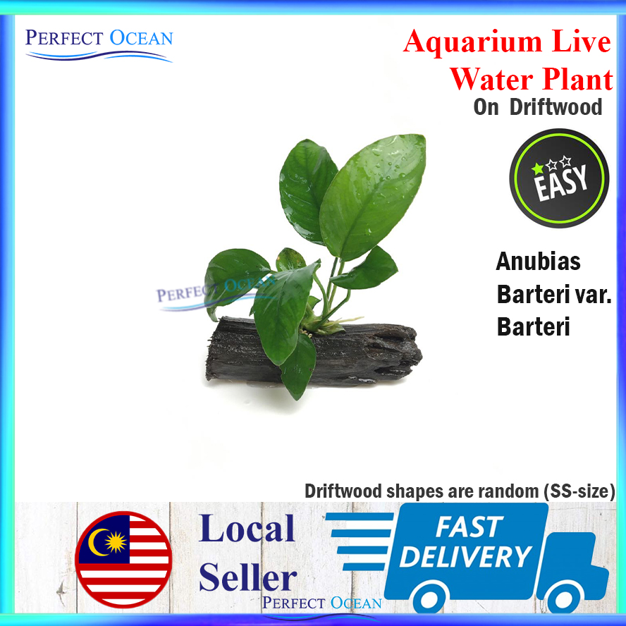 Driftwood Aquatic Plant Anubias Java Fern Windelov Waterplant Moss Low ...
