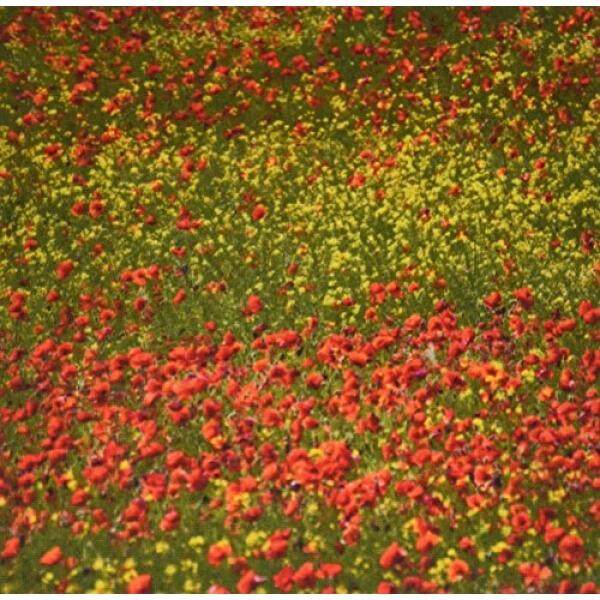 3 Drose Poppy Medan Dengan Mekar Penuh, Tuscany, Italia, Eu16 Teg0274, terry Eggers Mouse Alas (Mp_138145_1)-Internasional